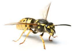 Green Pest Management - Serving all of Northwest Indiana - Ask about our season treatments