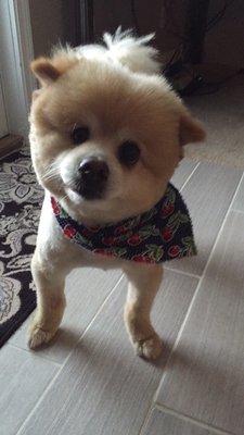 A Dog's Day Pet Salon