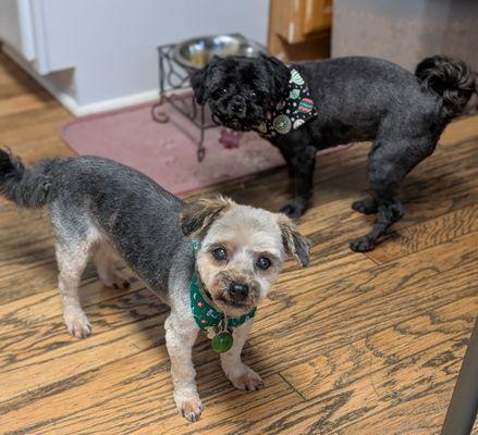 we look great.. thank you Muttcuts pet spa