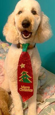 Snazzy Snouts Dog Grooming