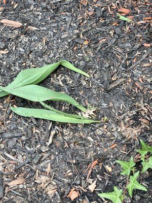 College Students Landscaping