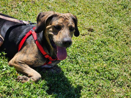 Panhandle Pet Care & Waste Removal