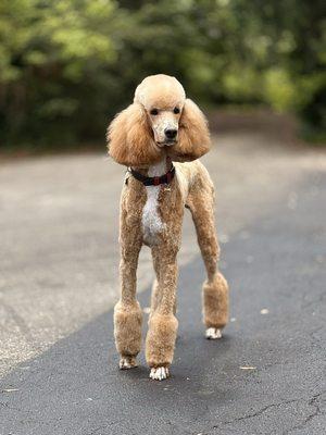 Nature's Pet Day Spa