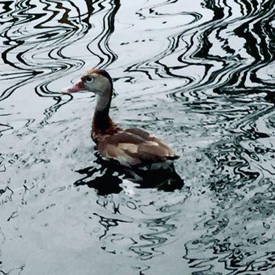 Dasher Farm Seed Plant McAlpin