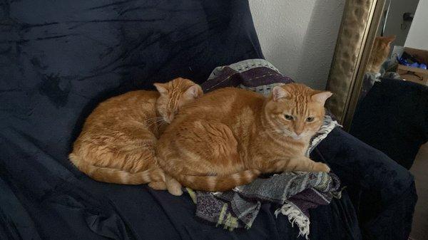 Joey's Feline Friends