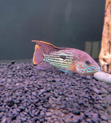 Pasadena Tropical Fish
