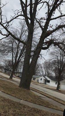 Custom Roofing & Tree Specialists