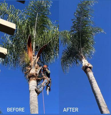 Ernie Ureno Tree Service