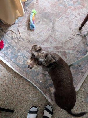 Beach Dogs Pet Salon