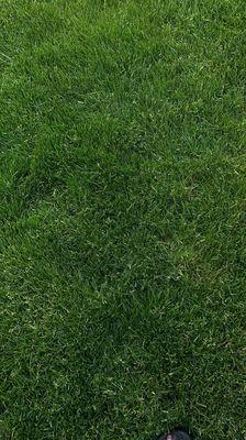 Cascade Weed & Pest Management