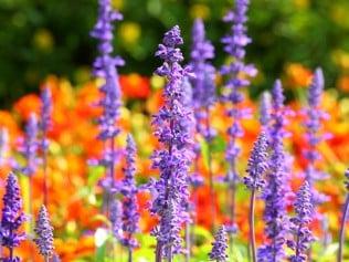 Vince's Tree & Landscape