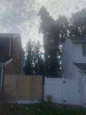 All The Above Tree Service