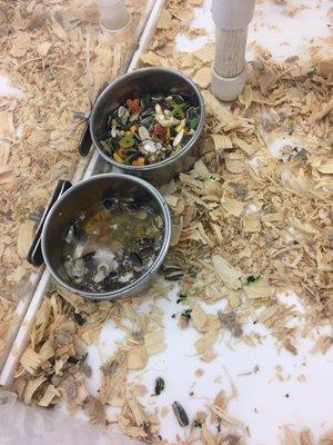 This is a pic of the conditions in which the birds st Bird Jungle are kept!!