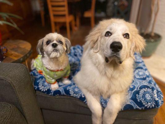 Missy's Mutt's, Meows and More