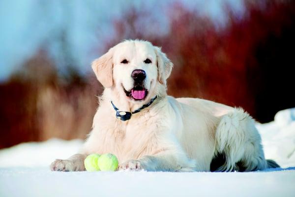 Invisible Fence by Golrusk