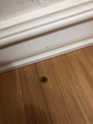 Serfco Termite & Pest Control