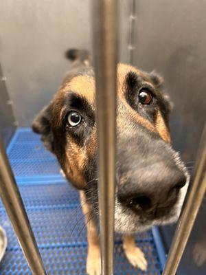 Southern California Animal Hospital