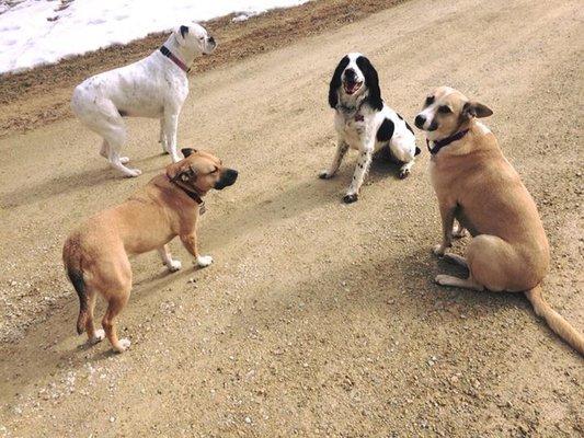 Hannah's Pet Sitting