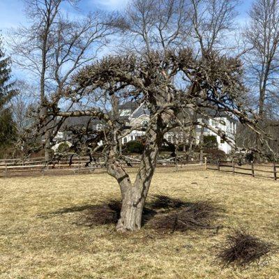 VL Landscape Complete