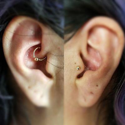 14kt Yellow Gold on Daith & Tragus piercing @personalartform