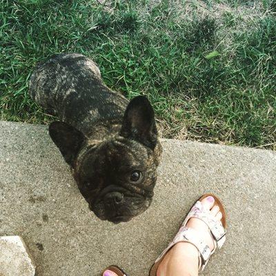 New birks printed with ROSES!! and my neighbor dog