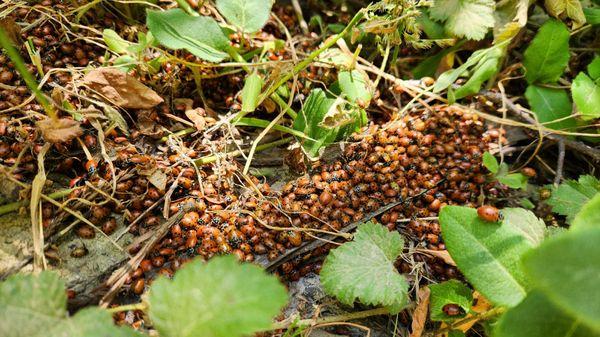 Lady Bugs party