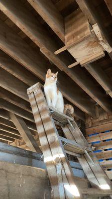 Barts Farm and Pumpkin Patch