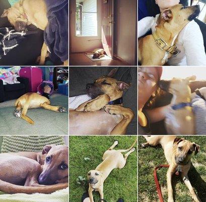 Heartland Humane Society