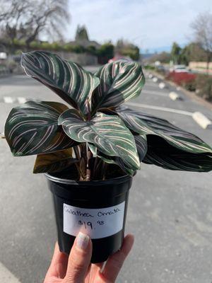 Western Garden Nursery