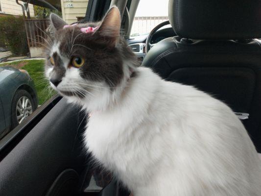 Mobile Cat Grooming