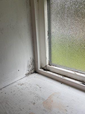 Black mold in bedroom