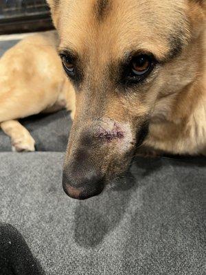 Country Acres Pet Resort