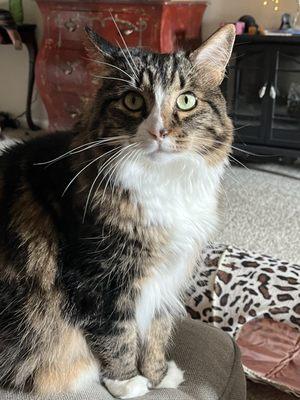 Main Street Veterinary Service