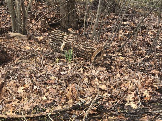 Knowles Tree Service Inc