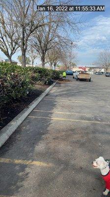 Timber Tree Service And Landscaping