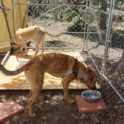 Woolfe and Me 'Cage Free' Pet Care