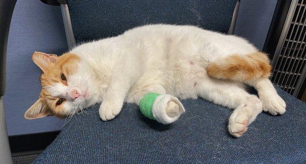 North Orange Animal Hospital