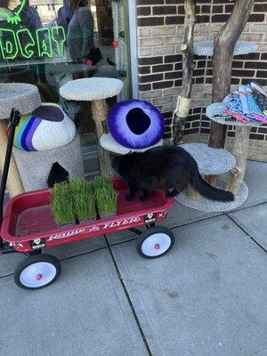The cutest outdoor display and salesman 