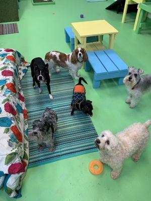 Welcome new dog friends!