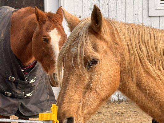 Hearts For Animals Sanctuary & Wellness Center