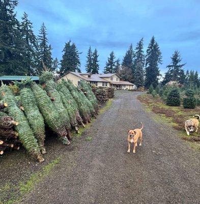 Northwood Christmas Trees