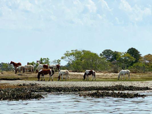 Assateague Adventures