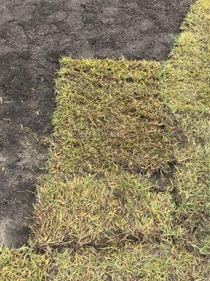 Carolina Turf Farms Inc