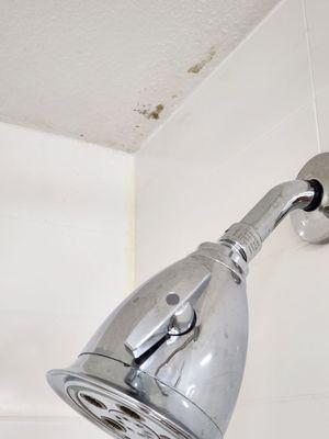 Mold in the shower