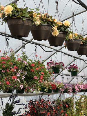 Begonia baskets are $25