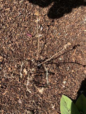 Metrofolia Landscaping