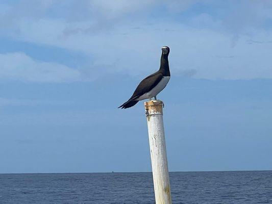 Wild Hawaii Ocean Adventures WHOA