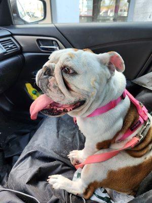 K-9 Clipper & Catamaran