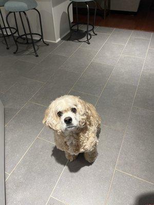 Blue Ribbon Pet Styling