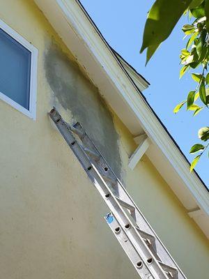 Southern California Bee Removal
